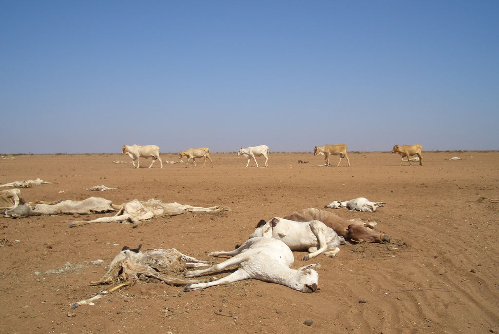 Drought leaves dead and dying animals in northen Kenya. Credit: Oxfam International